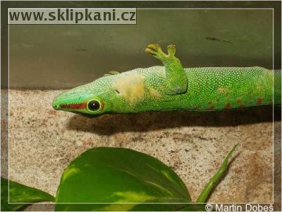 Phelsuma_madagascariensis grandis